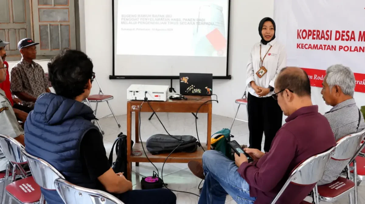 BRIN bersama Pemerintah Kabupaten Klaten mendorong pengendalian tikus sawah secara terpadu melalui pengelolaan habitat, perangkap, musuh alami, dan tindakan kolektif (foto: brin)
