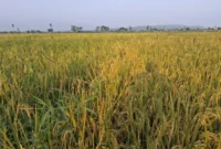 padi di lahan sawah. Kementan menyiapkan AUTP untuk melindungi 100.000 hektare lahan dari risiko gagal panen pada 2026 (foto: dok. sisipublik.com)