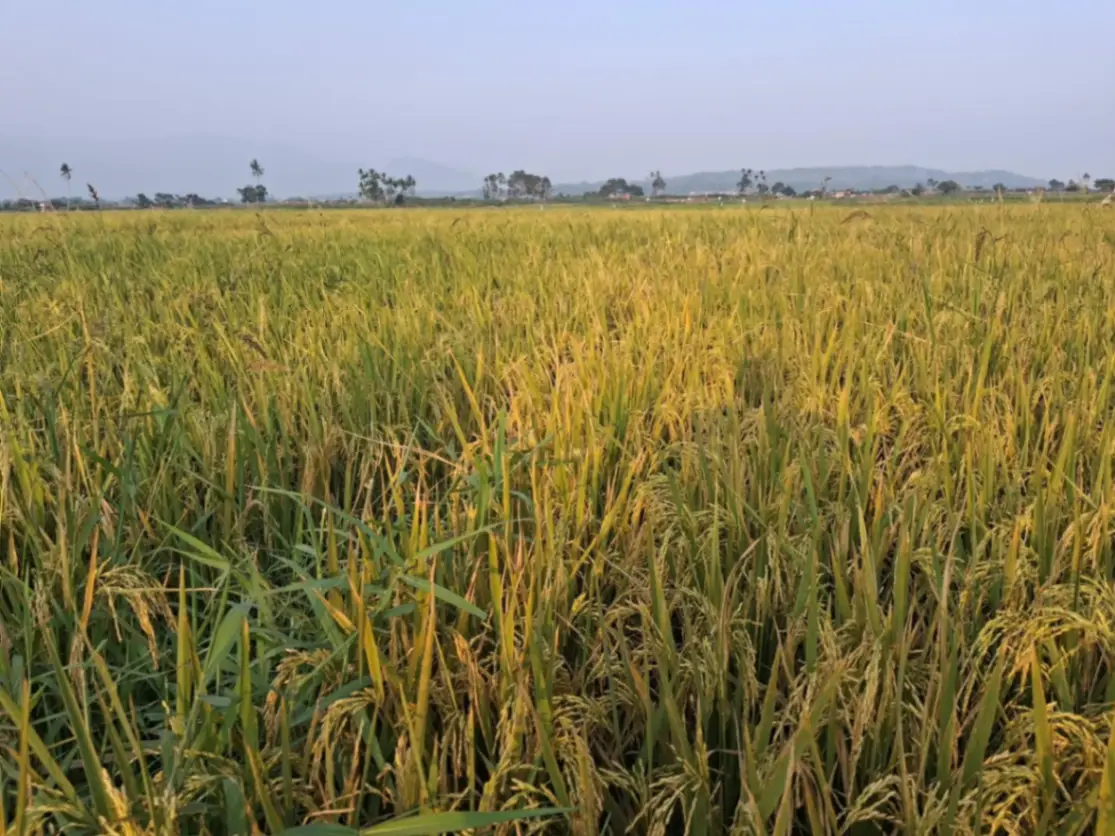 padi di lahan sawah. Kementan menyiapkan AUTP untuk melindungi 100.000 hektare lahan dari risiko gagal panen pada 2026 (foto: dok. sisipublik.com)