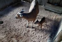 Anak Banteng Jawa yang lahir dari induk Bindi dan pejantan Senta pada 27 Oktober 2026 menambah jumlah populasi di Purbajapa menjadi tujuh ekor (foto: kementerian kehutanan)