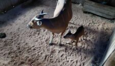 Anak Banteng Jawa yang lahir dari induk Bindi dan pejantan Senta pada 27 Oktober 2026 menambah jumlah populasi di Purbajapa menjadi tujuh ekor (foto: kementerian kehutanan)