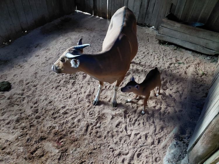 Anak Banteng Jawa yang lahir dari induk Bindi dan pejantan Senta pada 27 Oktober 2026 menambah jumlah populasi di Purbajapa menjadi tujuh ekor (foto: kementerian kehutanan)