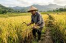 Petani memeriksa tanaman padi di sawah sebagai bagian dari upaya menjaga produksi dan ketahanan pangan nasional (Ilustrasi AI: sisipublik.com)
