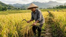 Petani memeriksa tanaman padi di sawah sebagai bagian dari upaya menjaga produksi dan ketahanan pangan nasional (Ilustrasi AI: sisipublik.com)