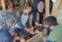 Peserta pelatihan TEP Universitas Airlangga mempelajari teknik budidaya lebah trigona sebagai peluang usaha madu bagi warga Kawasan Transmigrasi Sumalata (foto: kementerian transmigrasi)