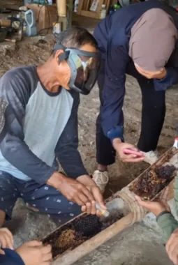 Budidaya Lebah Trigona Sumalata Buka Peluang Usaha Madu Berbasis Potensi Lokal