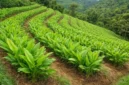 Petani dapat menerapkan penanaman mengikuti garis kontur, mulsa organik, dan pengelolaan air untuk menjaga kesuburan lahan budidaya kunyit (Ilustrasi AI: sisipublik.com)