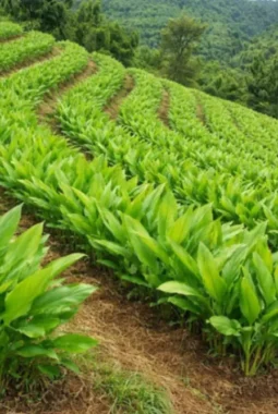 Konservasi Lahan Miring Jadi Kunci BRIN Jaga Produktivitas Kunyit di Tengah Perubahan Iklim