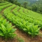 Petani dapat menerapkan penanaman mengikuti garis kontur, mulsa organik, dan pengelolaan air untuk menjaga kesuburan lahan budidaya kunyit (Ilustrasi AI: sisipublik.com)